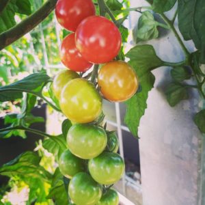 Tomaatti Encore – Maukas ja satoisa lajike