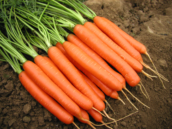 Porkkana Romance