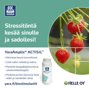 YaraAmplix_Actisil_mansikalla