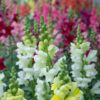 Leijonankita Antirrhinum majus Sonnet sarja