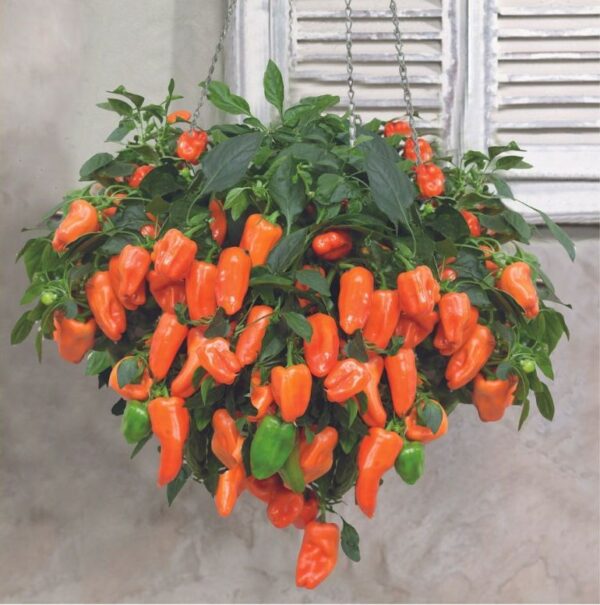 Peppers from Heaven orange