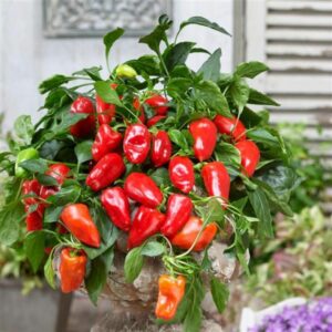 Snack-paprika – Peppers from Heaven