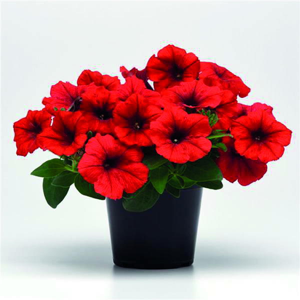 Petunia Easy Wave, Red