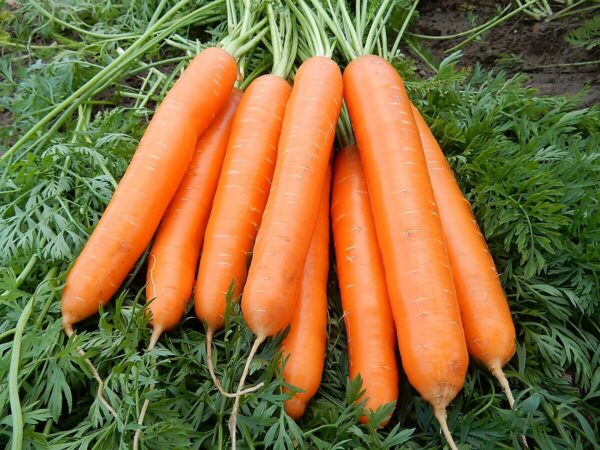 Porkkana Allyance